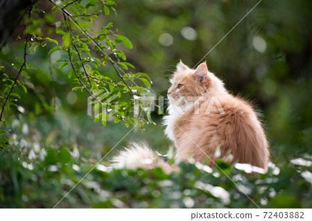 ginger white maine coon cat outdoors in nature 72403882