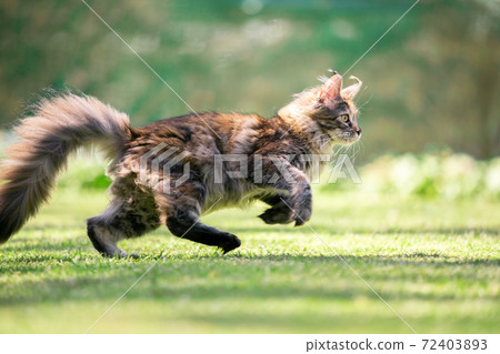side view of running maine coon cat side view of running maine coon cat 72403893