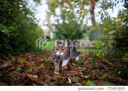 cat walking on autumn leaves outdoors cat walking on autumn leaves outdoors 72403895