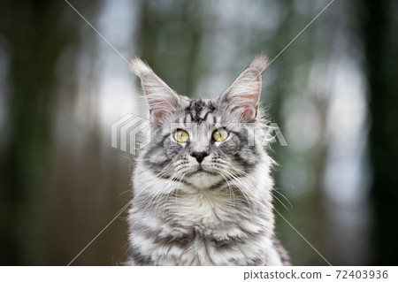 silver tabby maine coon cat in forest portrait 72403936