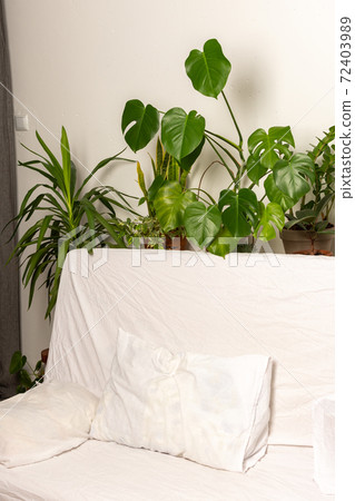 Part of the home interior with indoor plants 72403989