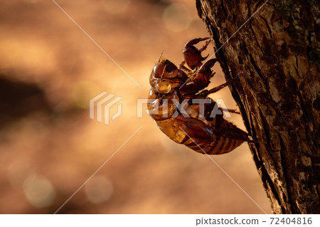 Exuvia of Typical Cicada 72404816