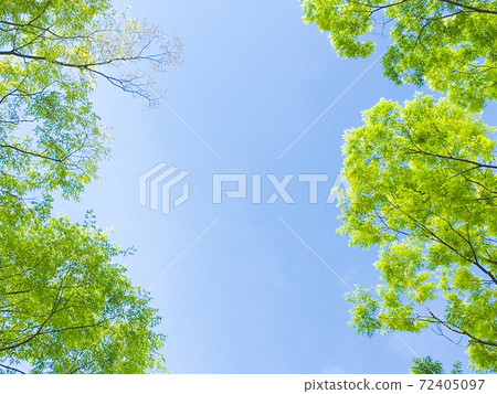 背景資料森林 背景資料森林 72405097