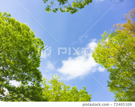 背景資料森林 72405109