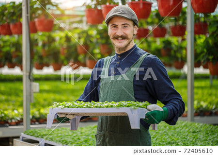Cropped portrait of male gardener in the sunny greenhouse 72405610