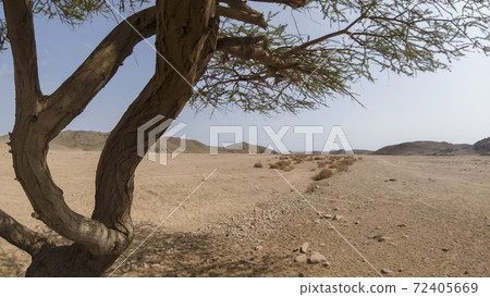 Rescue in the shade of a tree on a hot sunny day in the desert of Egypt 72405669