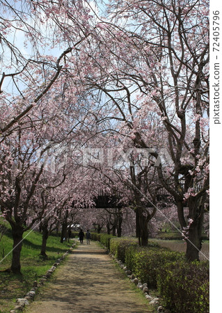 Weeping cherry tree on the hill of Hitachi Fudoki Weeping cherry tree on the hill of Hitachi Fudoki 72405796