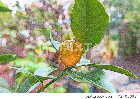 “ Kinkan”彩色鉛筆繪畫風格在雨中和早晨的陽光下生動地生長 72406098