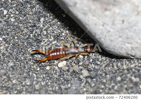 Flying Beetle Flying Beetle 72406200