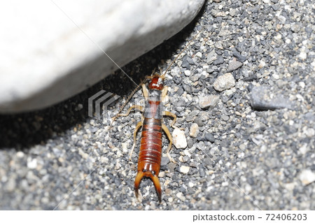 Flying Beetle Flying Beetle 72406203