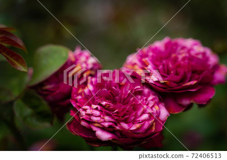 Beautiful flowers Beautiful flowers 72406513