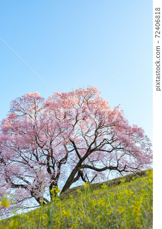 黎明時的櫻花(上層櫻花一枚) 黎明時的櫻花(上層櫻花一枚) 72406818