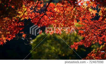 2020年Korankei秋葉 2020年Korankei秋葉 72407090