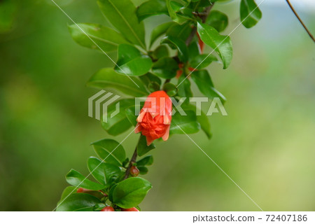 榴榴的芽 榴榴的芽 72407186