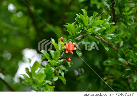 Pomegranate flowers like octopus-shaped flowers begin to bloom Pomegranate flowers like octopus-shaped flowers begin to bloom 72407187