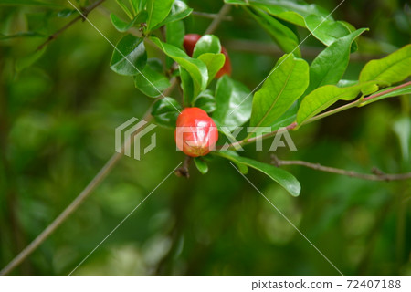 榴榴的芽 榴榴的芽 72407188