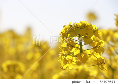 Rape field, sea of flowers, image, free space Rape field, sea of flowers, image, free space 72407654