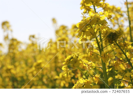 Rape field, sea of flowers, image, free space Rape field, sea of flowers, image, free space 72407655