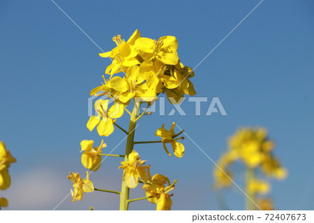 油菜田,花海,圖像,自由空間 油菜田,花海,圖像,自由空間 72407673