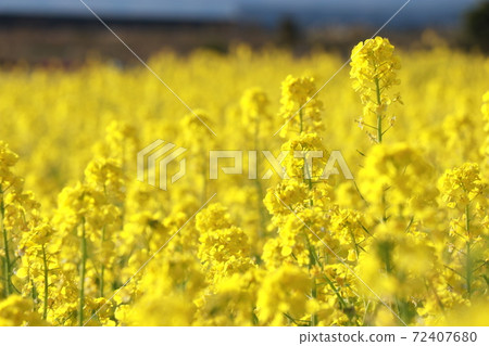 油菜田,花海,圖像,自由空間 油菜田,花海,圖像,自由空間 72407680