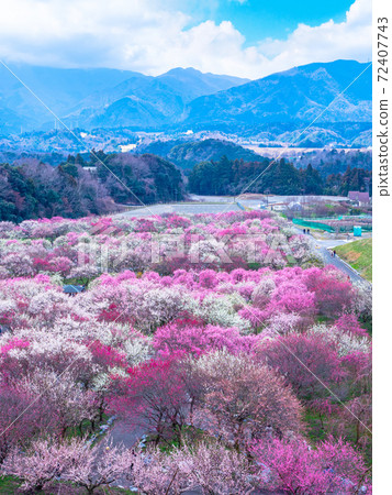 Flower plums in full bloom in Inabe City Bairin Park Flower plums in full bloom in Inabe City Bairin Park 72407743