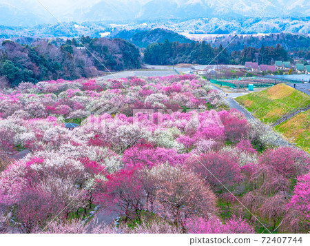 Flower plums in full bloom in Inabe City Bairin Park Flower plums in full bloom in Inabe City Bairin Park 72407744