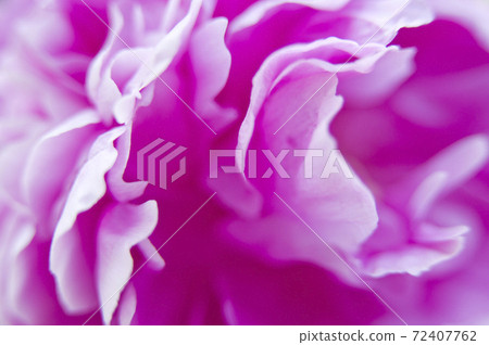 沙丁魚花園裡盛開著粉紅色的沙丁魚花。圖是尺y花的特寫照片。 72407762