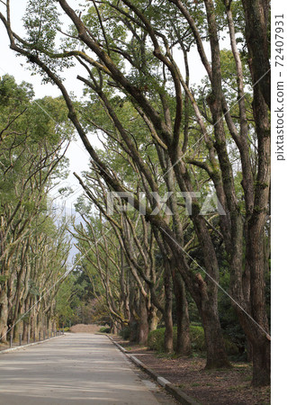 Camphor trees 72407931