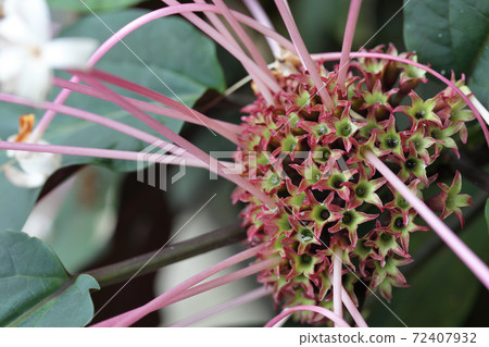 After the rain-soaked Clerodendrum quadrilo Kuraray flowers 72407932