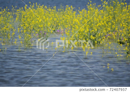 Rape blossoms on the water 1 Rape blossoms on the water 1 72407937