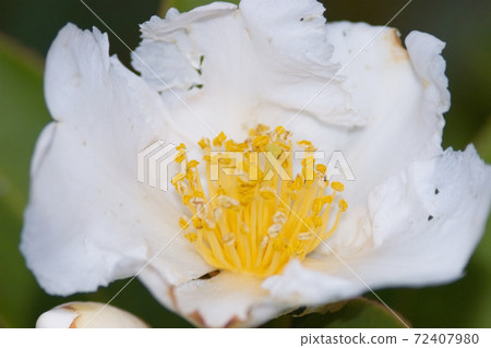 the crapenll camellia,  a double bloom, with darker stripes 72407980