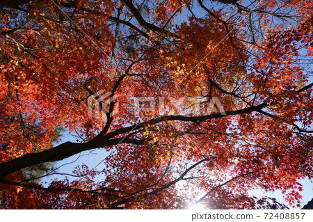 Autumn dusk A mountain maple that turned bright red Autumn dusk A mountain maple that turned bright red 72408857