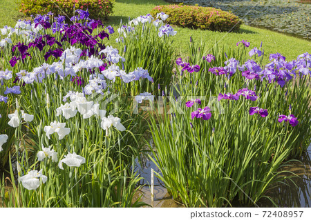 Shobutahama, Japanese-style flower iris, refreshing iris Shobutahama, Japanese-style flower iris, refreshing iris 72408957