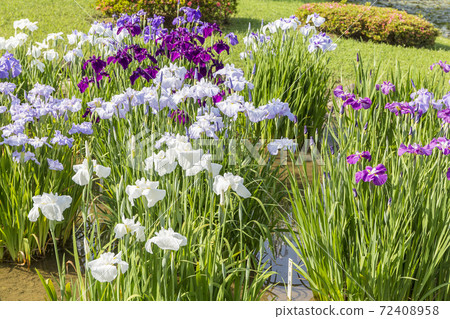 Shobutahama, Japanese-style flower iris, refreshing iris Shobutahama, Japanese-style flower iris, refreshing iris 72408958