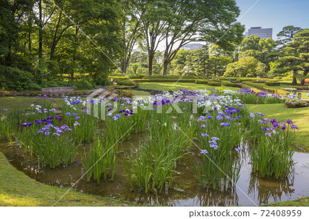 Shobutahama, Japanese-style flower iris, refreshing iris 72408959
