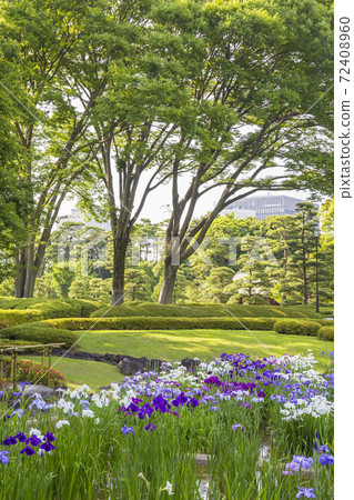 Shobutahama, Japanese-style flower iris, refreshing iris 72408960