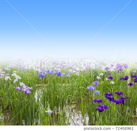 Shobutahama, Japanese-style flower iris, refreshing iris 72408961