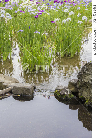 Shobutahama, Japanese-style flower iris, refreshing iris Shobutahama, Japanese-style flower iris, refreshing iris 72408962
