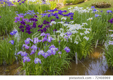 Shobutahama, Japanese-style flower iris, refreshing iris Shobutahama, Japanese-style flower iris, refreshing iris 72408969