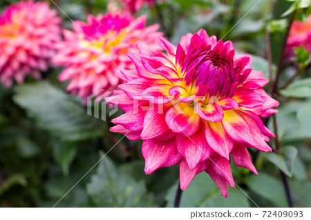 達莉亞（Variety：Reiwa） 72409093