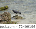 清除海鳥尋找獵物 72409196