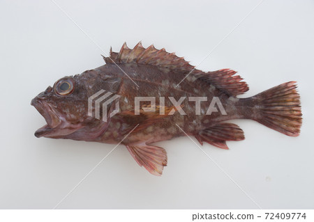 蝎子魚 蝎子魚 72409774