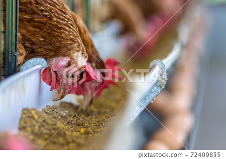 Chicken farm. 72409855
