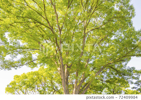 Fresh green image tree and green green green leaves 72409984