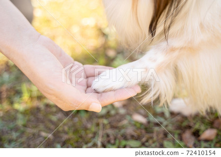 Hold hands with your dog Hold hands with your dog 72410154