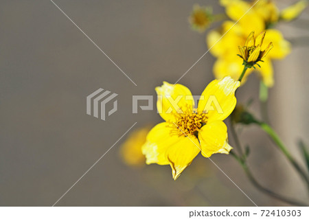 黃色冬季波斯菊花 黃色冬季波斯菊花 72410303