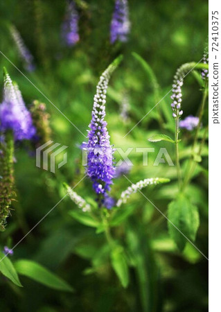 Veronica blue-purple flowers Veronica blue-purple flowers 72410375