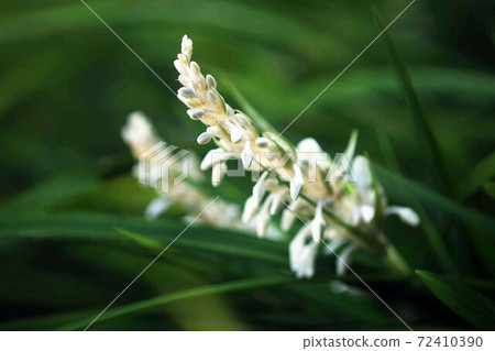 Wild grass Nosilane white flowers Wild grass Nosilane white flowers 72410390