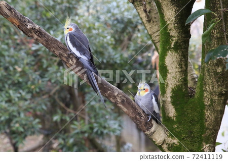 Australian Birds Cockatiel Australian Birds Cockatiel 72411119