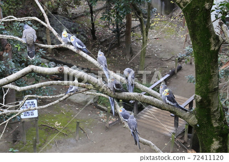 Australian Birds Cockatiel Australian Birds Cockatiel 72411120